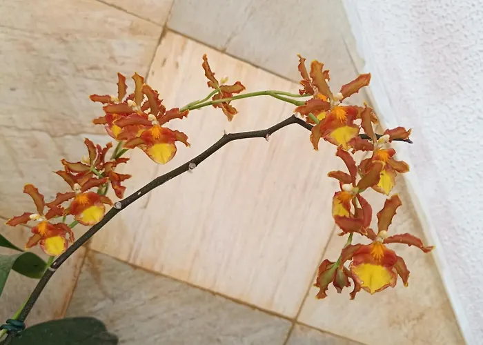 Pousada Betel - Moradas Familia Betel